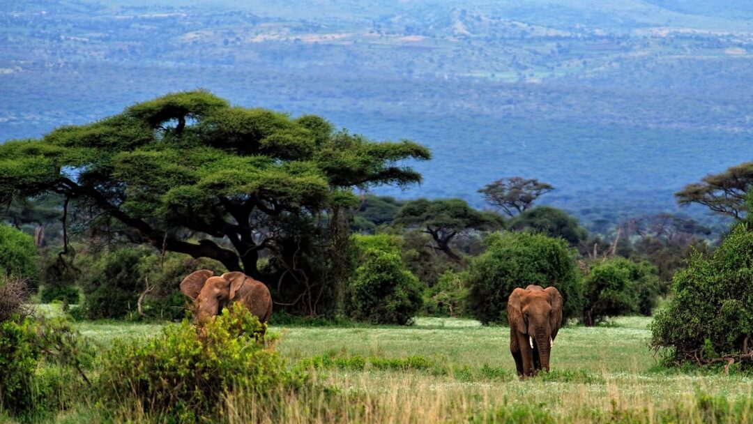 A breathtaking view of Kruger National Park, South Africa, showcasing vast savannahs, lush greenery, and a herd of African elephants. 10 Most Beautiful National Parks Around the World.