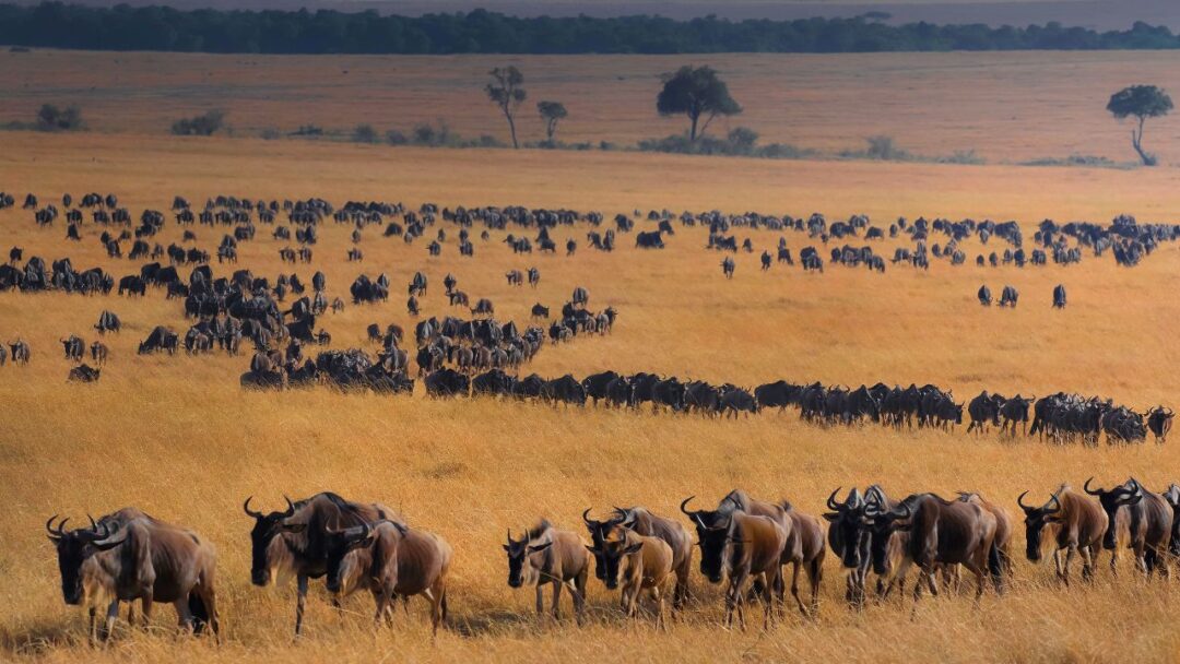 A breathtaking view of Serengeti National Park, Tanzania, showcasing vast savannah plains with scattered acacia trees and a herd of wildebeests migrating in the distance. 10 Most Beautiful National Parks Around the World.