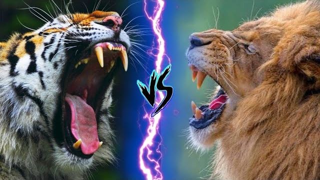 Siberian Tiger and Barbary Lion face off in a majestic showdown. Siberian Tiger vs Barbary Lion -  Who is More Dangerous. 