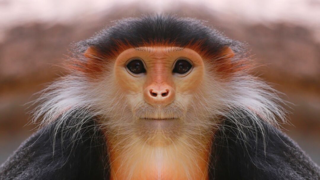 A photograph of an endangered monkey perched on a tree branch. The Importance of Conservation Protecting Endangered Species.