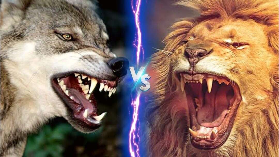 Lion vs Wolf