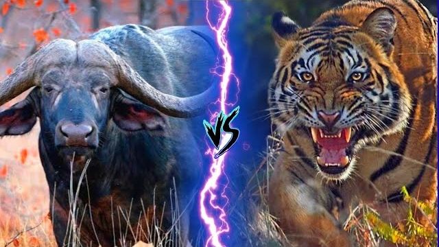 Bengal Tiger and African Cape Buffalo in a tense face-off in the wild. Bengal Tiger vs African Cape Buffalo.