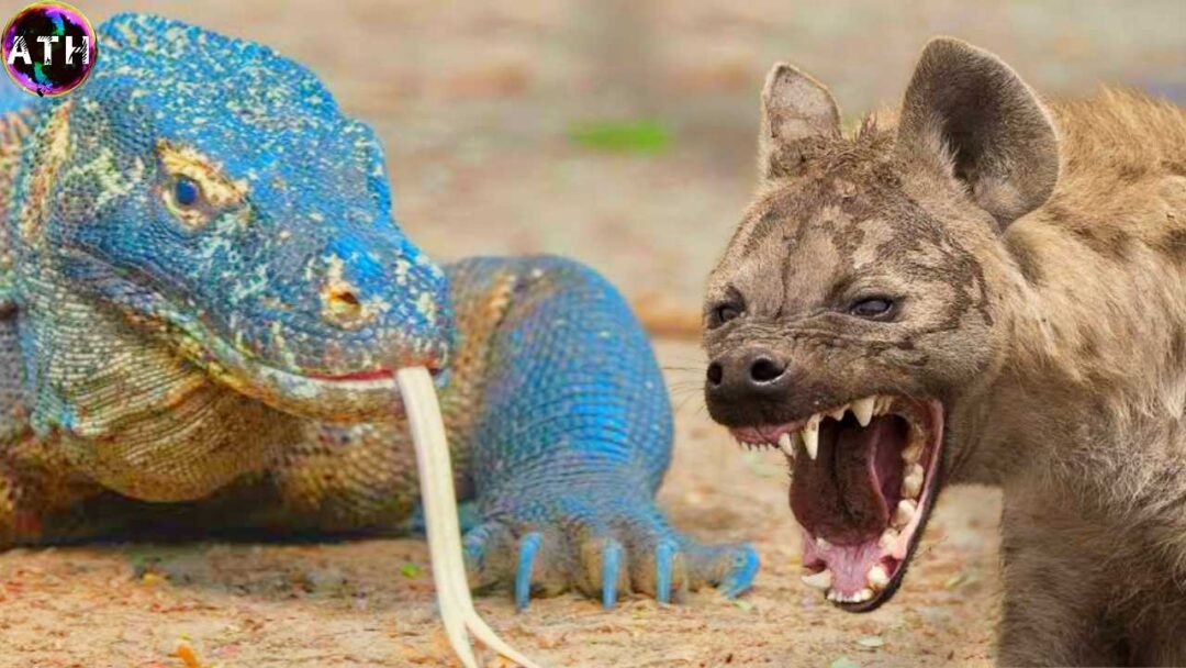 A dramatic encounter between a massive Komodo dragon and a cautious hyena in a rugged wilderness. Komodo Dragon vs Hyena.
