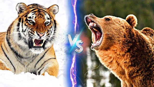 Siberian Tiger vs Brown Bear: Who Will Win? A dramatic encounter between a majestic Siberian tiger and a powerful brown bear in the wild.