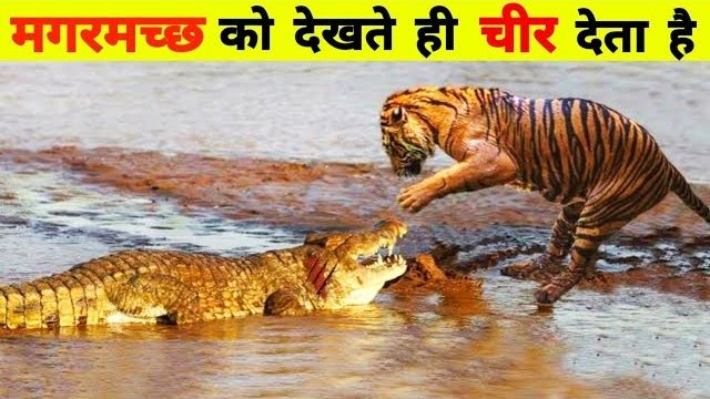 Siberian Tiger vs Nile Crocodile: Who Will Win? Siberian tiger confronting a crocodile in a swamp.