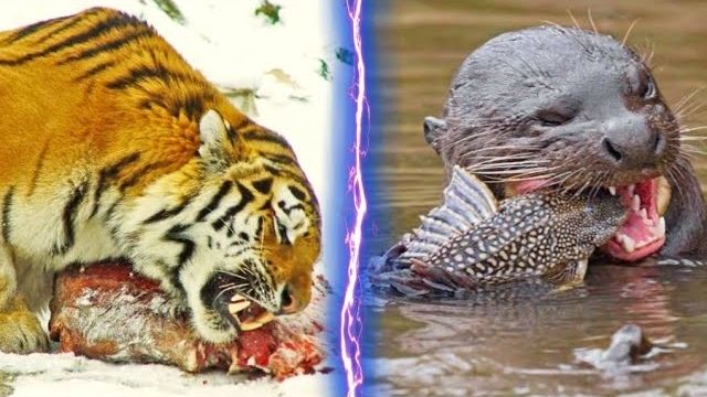 Siberian tiger facing off with a group of playful otters near a riverbank. Siberian Tiger vs Otters.