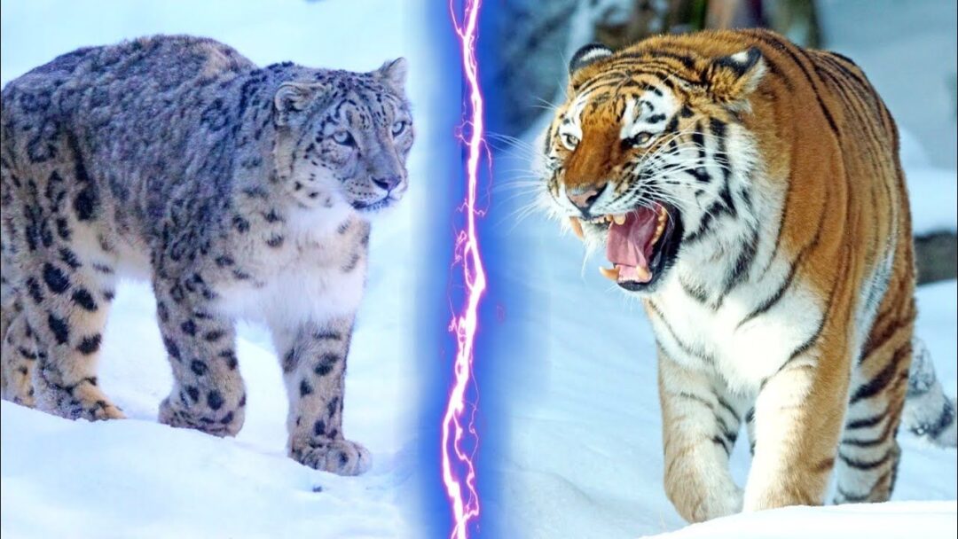 A powerful Siberian Tiger faces off against a sleek Snow Leopard in a snowy wilderness, showcasing the beauty and intensity of these two apex predators in nature. Siberian Tiger vs Snow Leopard.