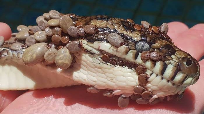 A close-up image of a snake with ticks attached to its skin.