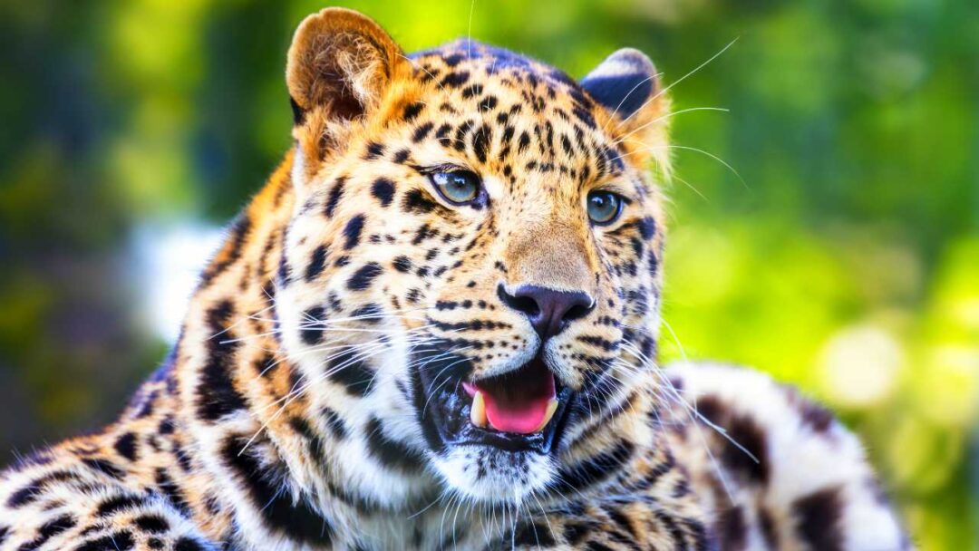 The Most Endangered Animals 2023. A stunning image of an Amur leopard, one of the world's most endangered species, standing majestically in its natural habitat.