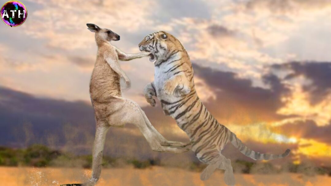 A fierce tiger faces off against a powerful kangaroo in a dramatic showdown. Tiger Vs Kangaroo: Who Will Win?