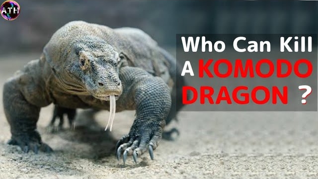 7 Animals That Could Defeat A Komodo Dragon, A komodo dragon looking at camera.