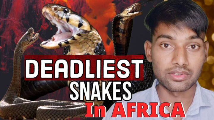 Unveiling Africa's Most Deadliest Snakes: A Closer Look At Deadly ...