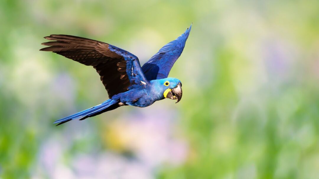 A vibrant Blue Macaw perched on a lush, green branch in the heart of the Amazon Rainforest.