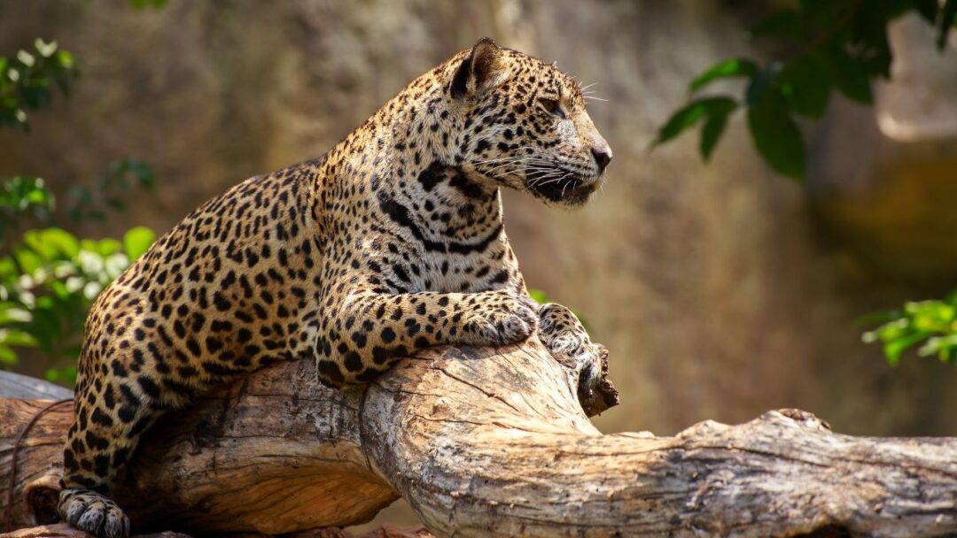 A majestic jaguar in its natural habitat in the Amazon rainforest.