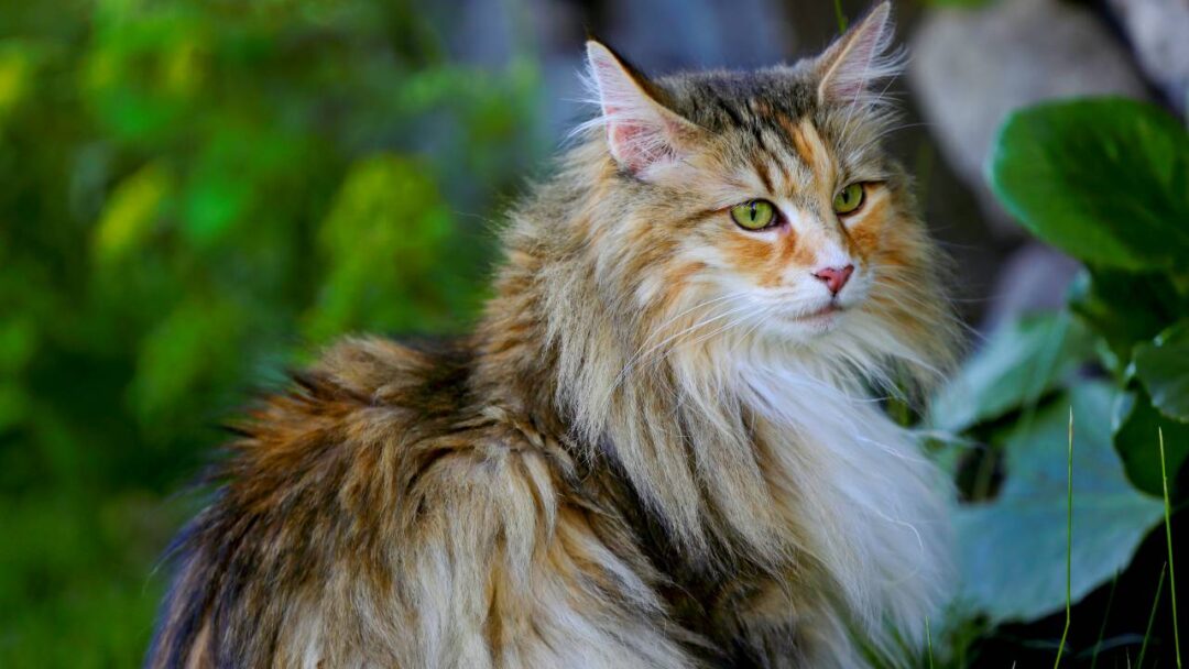 Norwegian Forest Cat