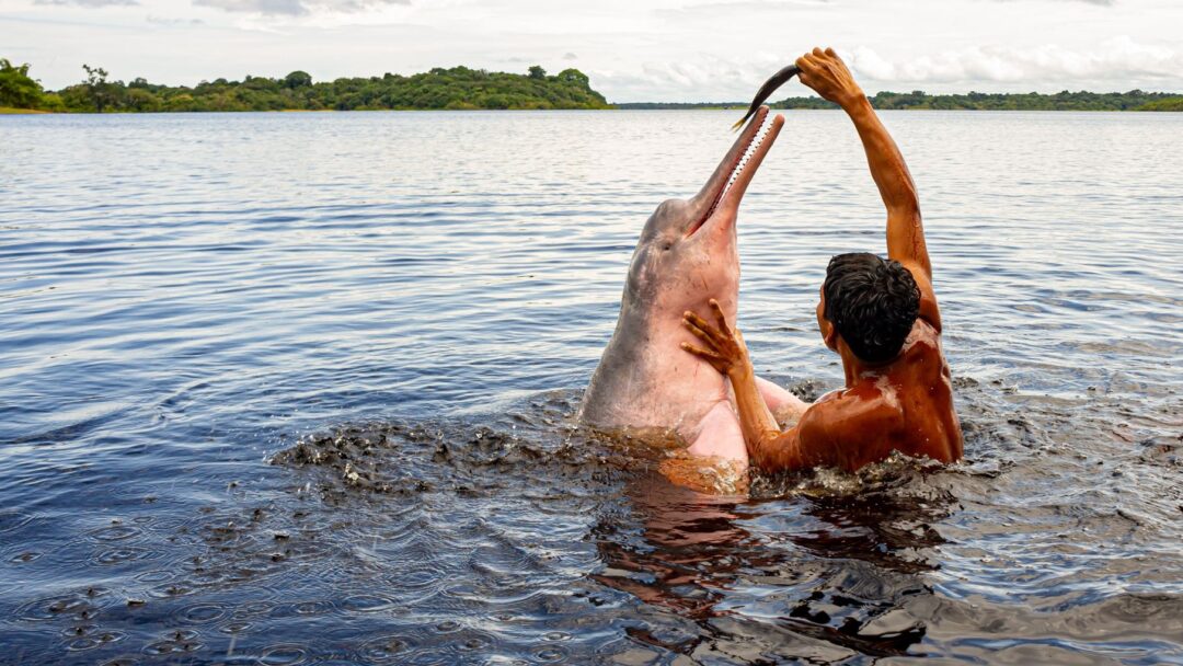 A graceful Pink River Dolphin swimming in the Amazon Rainforest river.