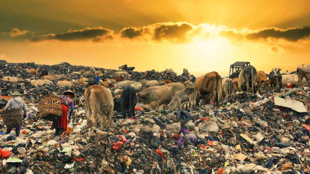 A distressing image depicting point source pollution in a rural area. Several cows are seen rummaging through a large mound of trash, symbolizing environmental degradation. Nearby, concerned individuals are sorting through the garbage, salvaging important items.