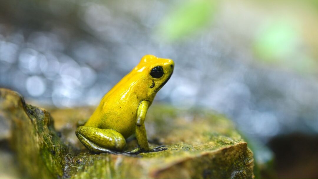 A vibrant Poison Dart Frog in the lush Amazon Rainforest.