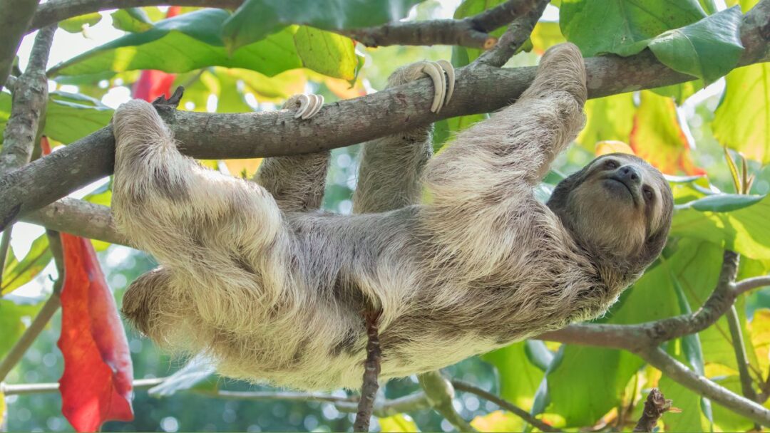 A three-toed sloth hanging from a tree in the lush Amazon Rainforest, surrounded by vibrant green foliage and dappled sunlight.