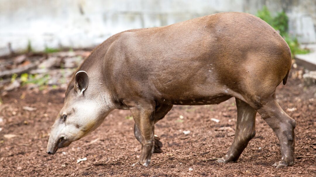 A tapir, a large herbivorous mammal, forages for food in the lush Amazon Rainforest.