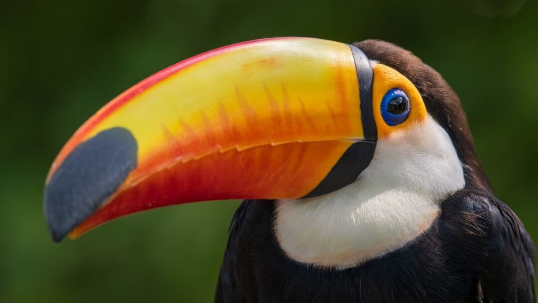 Vibrant Toucan perched on a branch in the lush Amazon Rainforest.