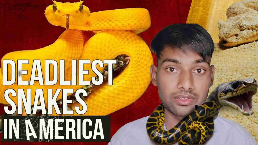Deadliest Snakes in America