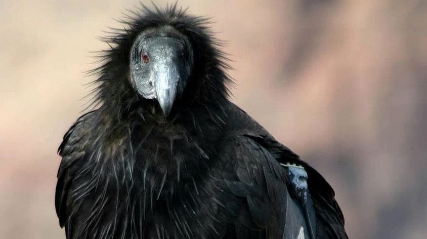 Californian Condor, Ugly Animal You Won't Believe Exist!