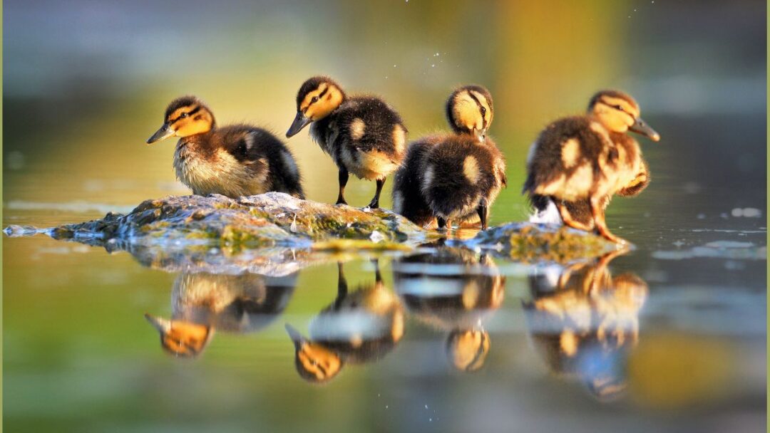 Ducklings - Fluffy Balls of Joy