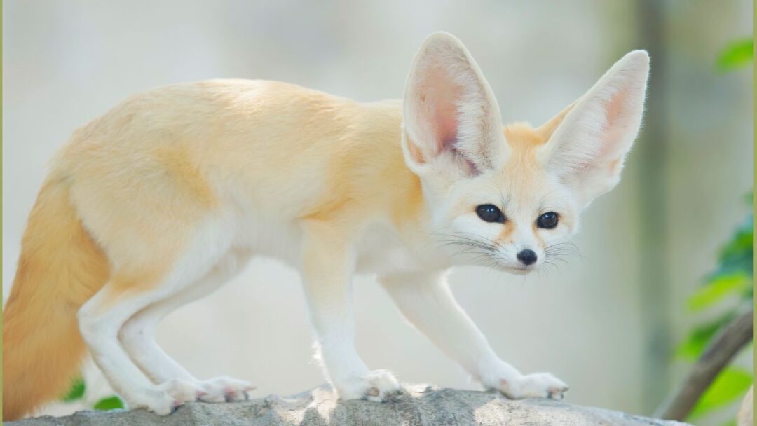 Cutest Animals, Fennec Fox - The Desert Darling, Cutest Animals