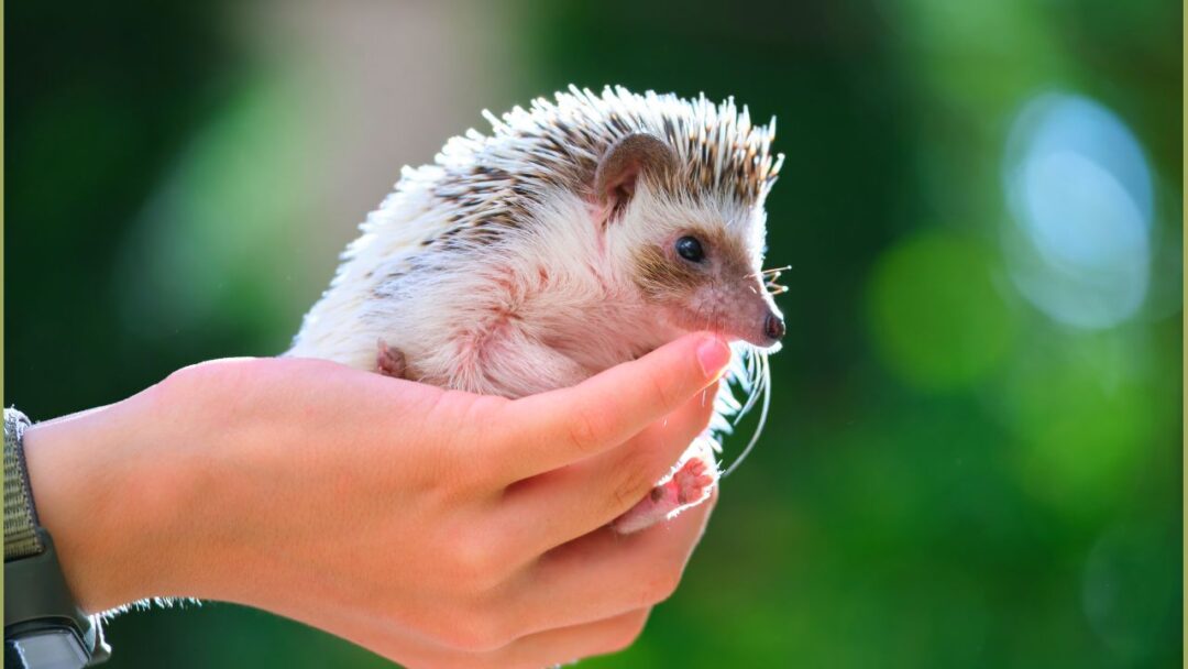 Hedgehog - Prickly Yet Precious