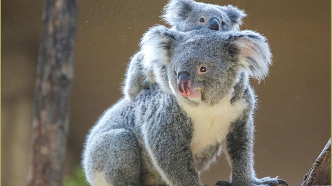 Koala - The Eucalyptus Eater