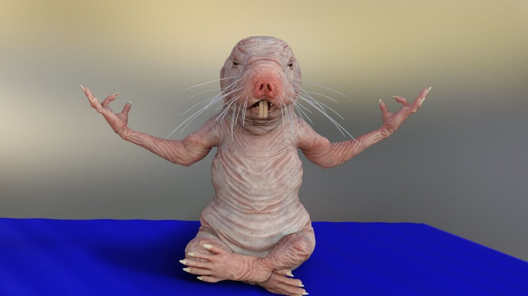 Naked Mole Rat, Ugly Animal You Won't Believe Exist!