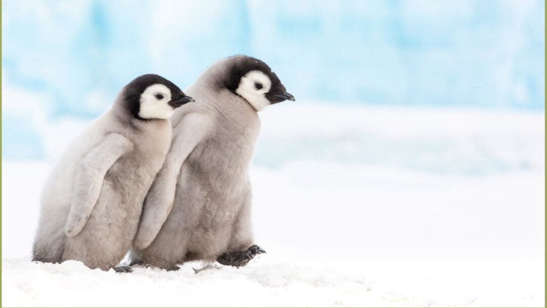 Penguin Chick - Waddling Wonder