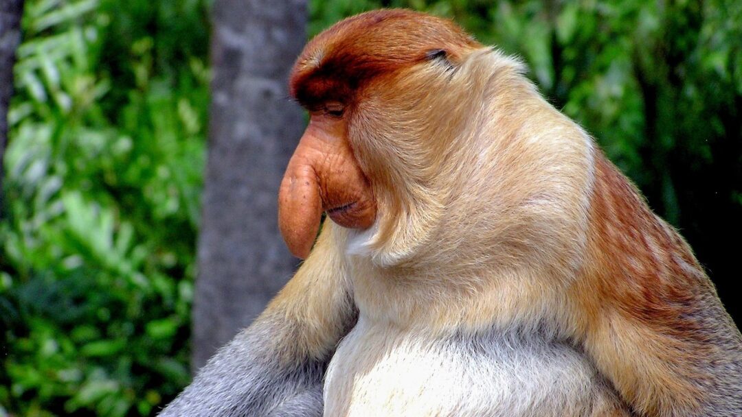 Proboscis Monkey, Ugly Animal You Won't Believe Exist!