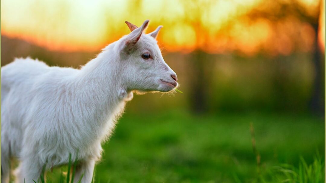 Pygmy Goat - The Tiny Grazer