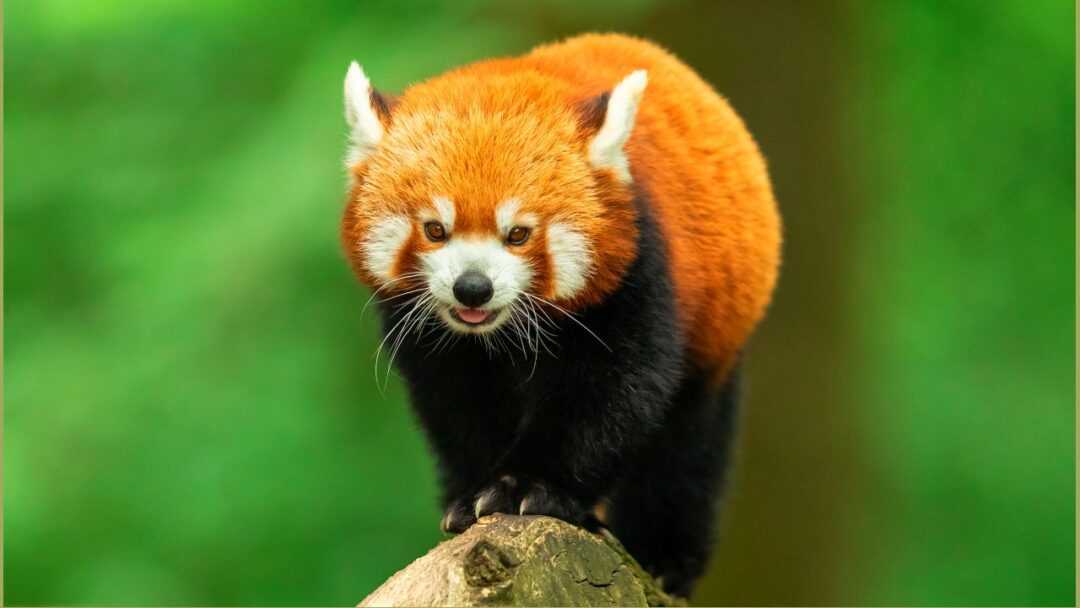 Red Panda - Nature's Fireball