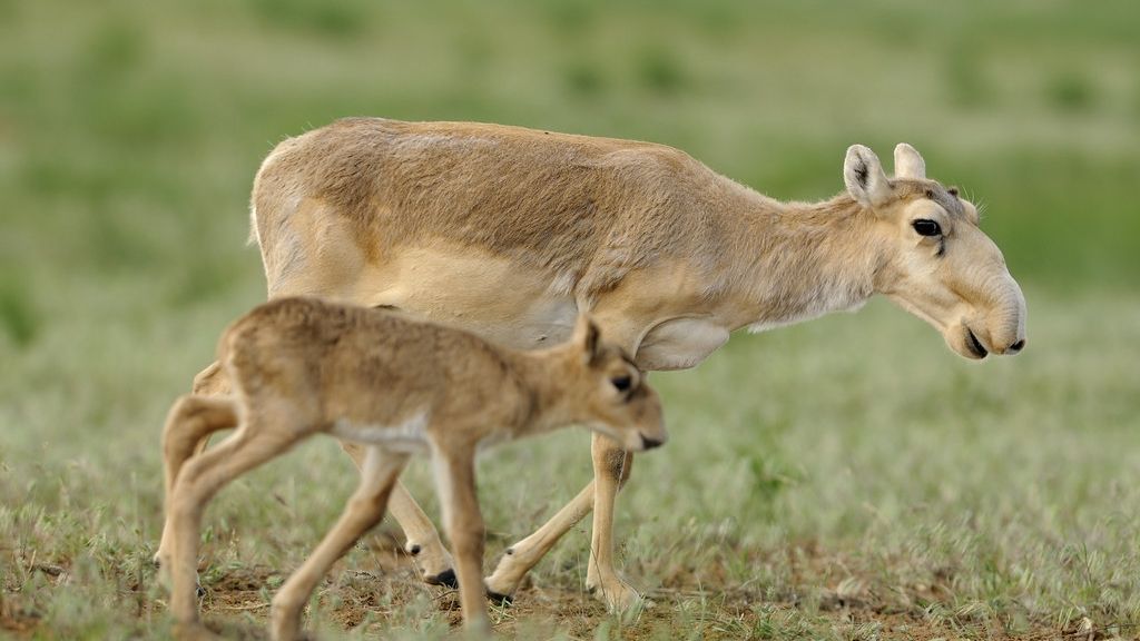 Saiga Antelope, Ugly Animal You Won't Believe Exist!