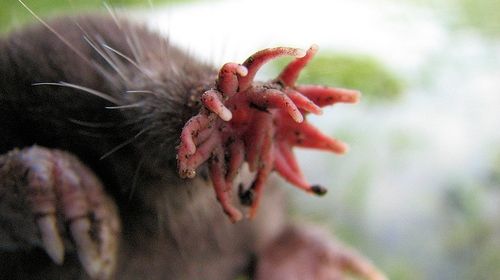 Star-Nosed Mole, Ugly Animal You Won't Believe Exist!