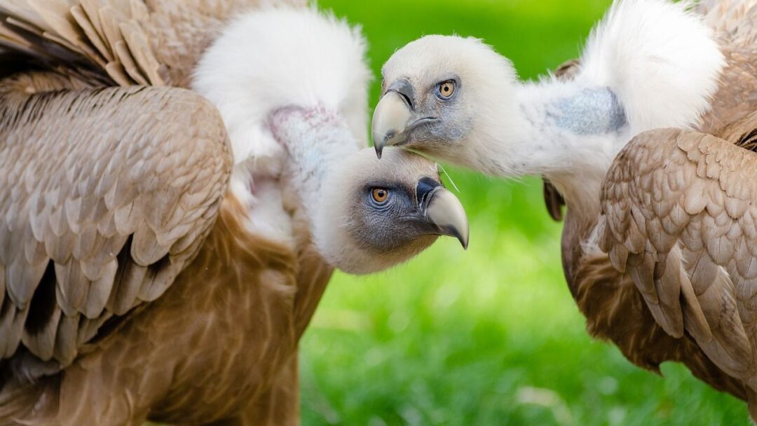 Vultures, Ugly Animal You Won't Believe Exist!