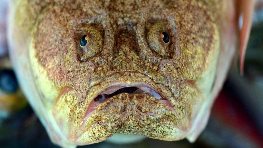 Monkfish, Ugly Animal You Won't Believe Exist!